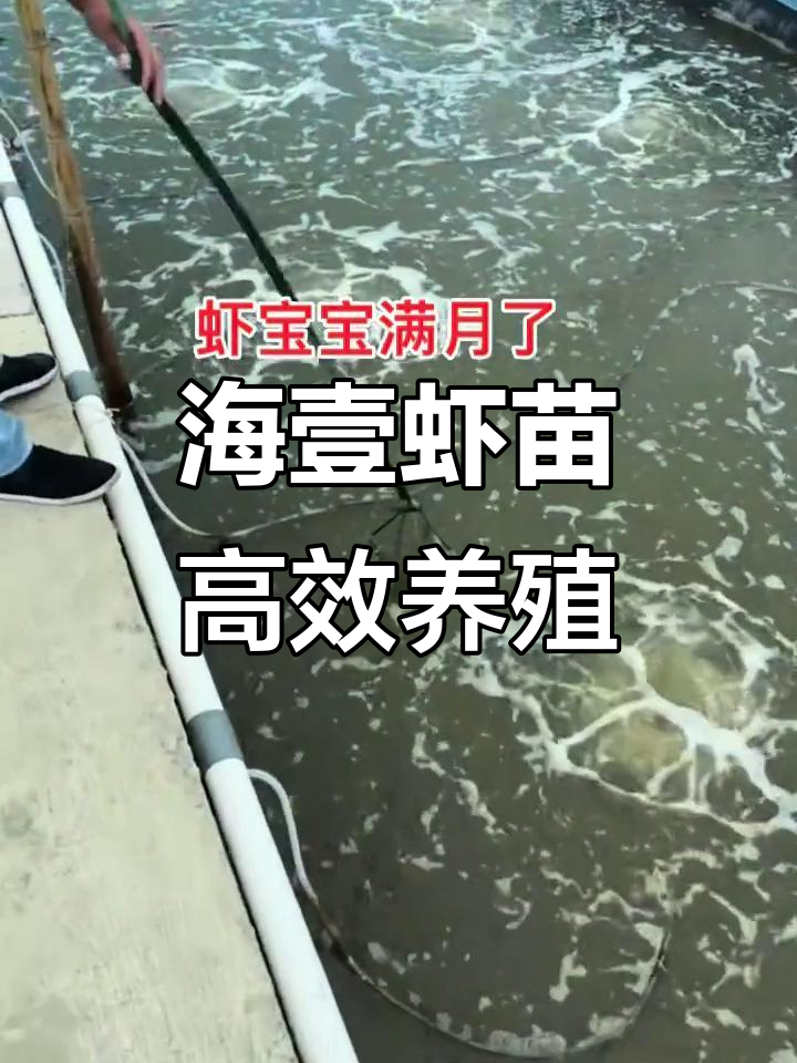 南美白对虾养殖技术:海壹虾苗助力高效生产