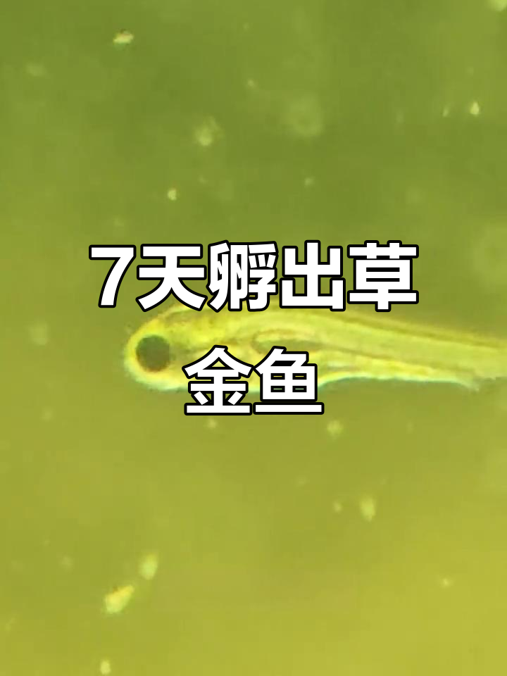 草金鱼卵七天孵化，小鱼破壳成群