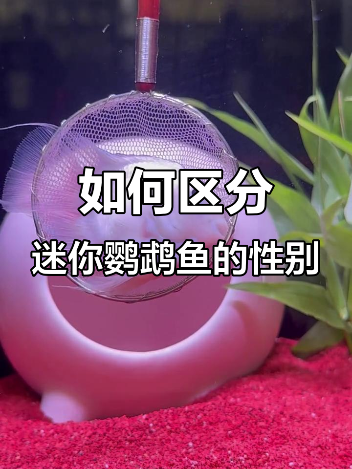 迷你鹦鹉鱼公母分辨技巧，95%准确率！