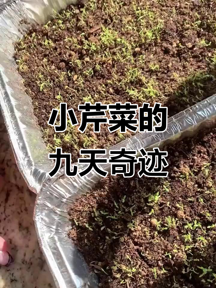 九天出芽率100%!小芹菜春播技巧大揭秘