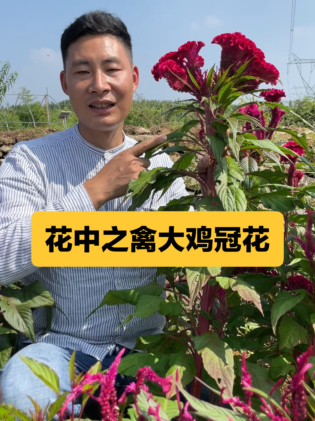 鸡冠花是可以吃的