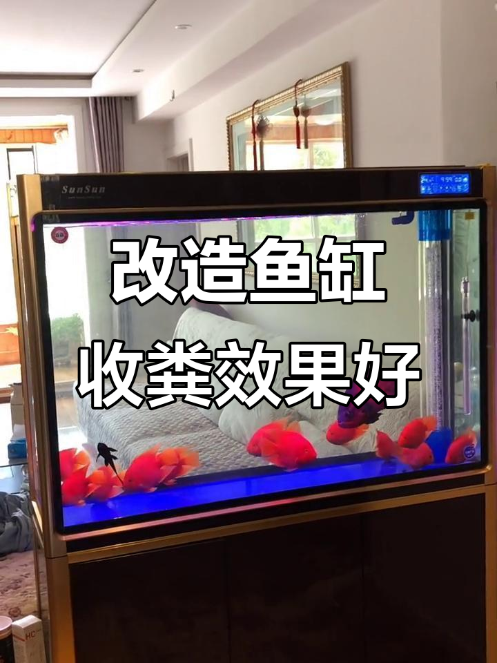 改装森森鱼缸,粪便收集效果惊人