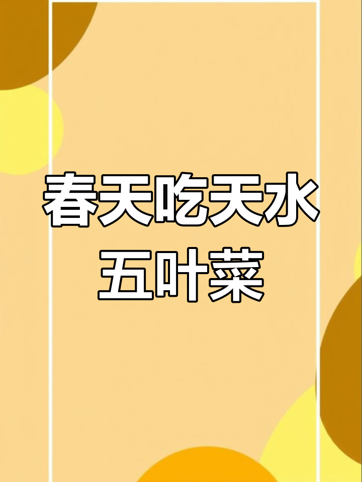 天水五叶菜:春季野菜的独特美味