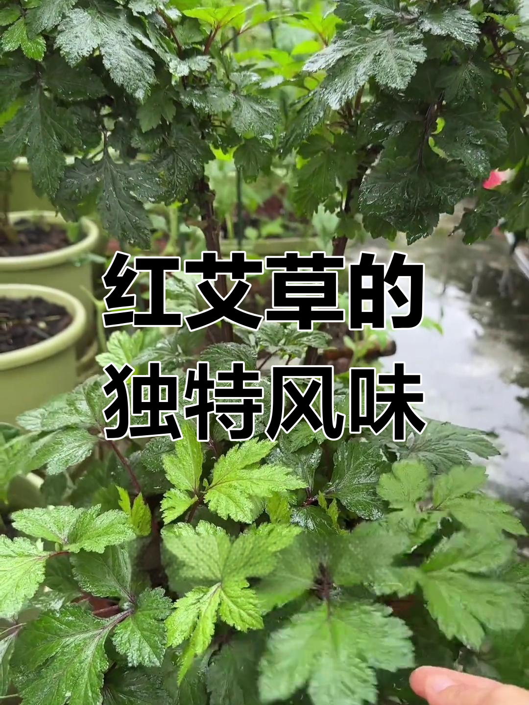 盆栽野菜,红艾草,珍珠花菜,你尝过吗?