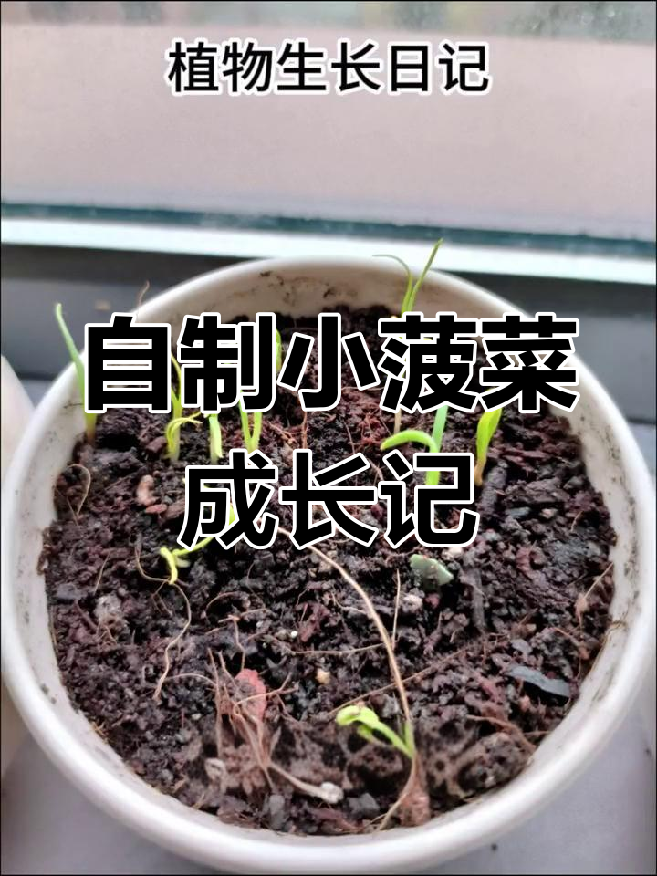 亲手种植菠菜,见证生命的奇迹与美丽