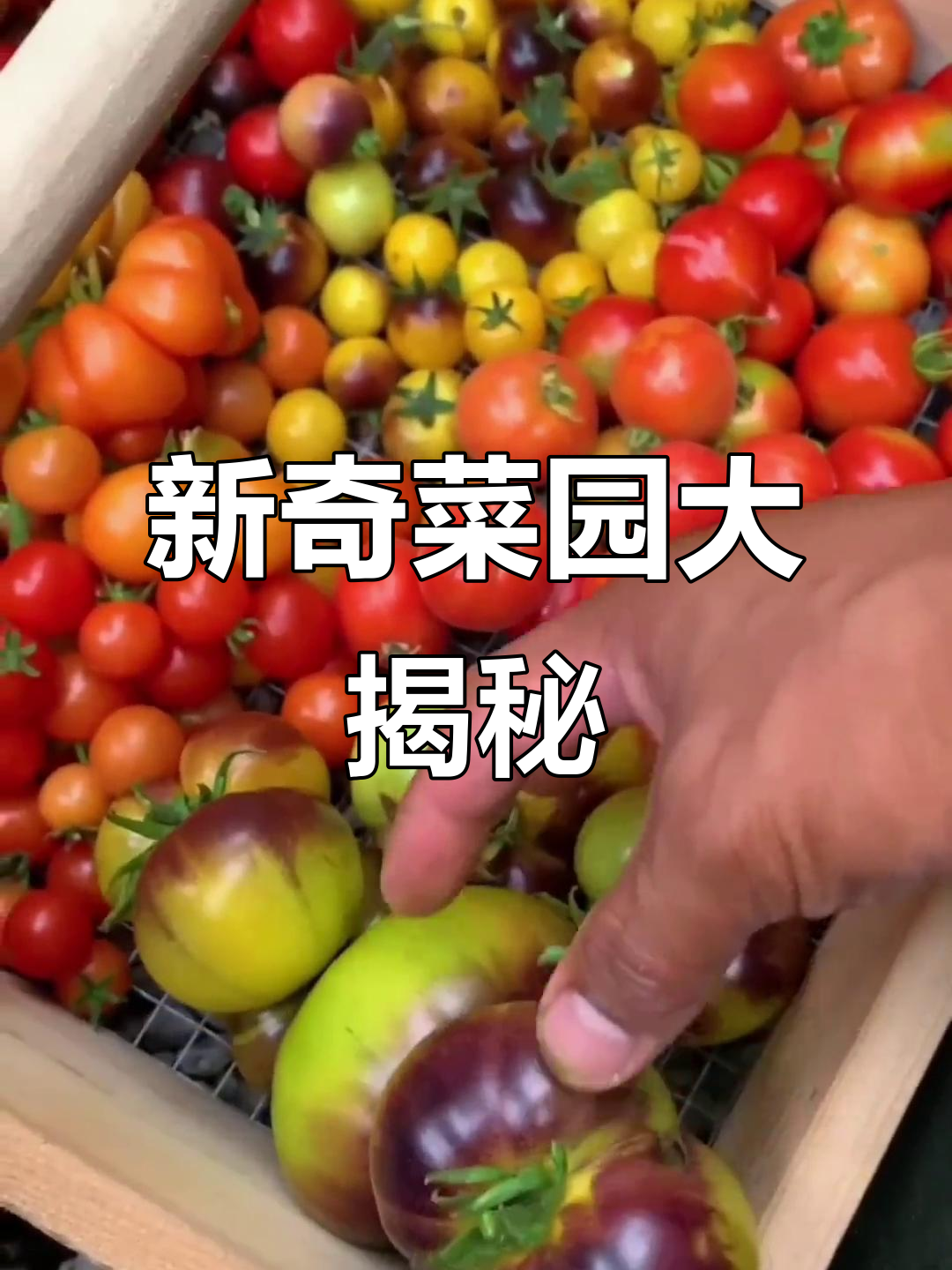 菜园里有哪些新奇蔬菜?番茄、酱料与宇宙日食惊喜!