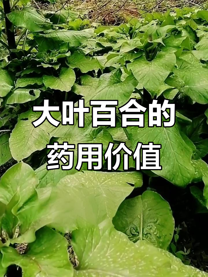 探秘大叶百合:一种药食同源的珍贵野生植物