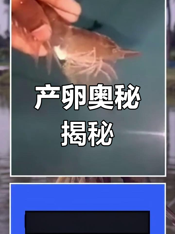 亲虾产卵过程大揭秘,连老手都未曾见过!