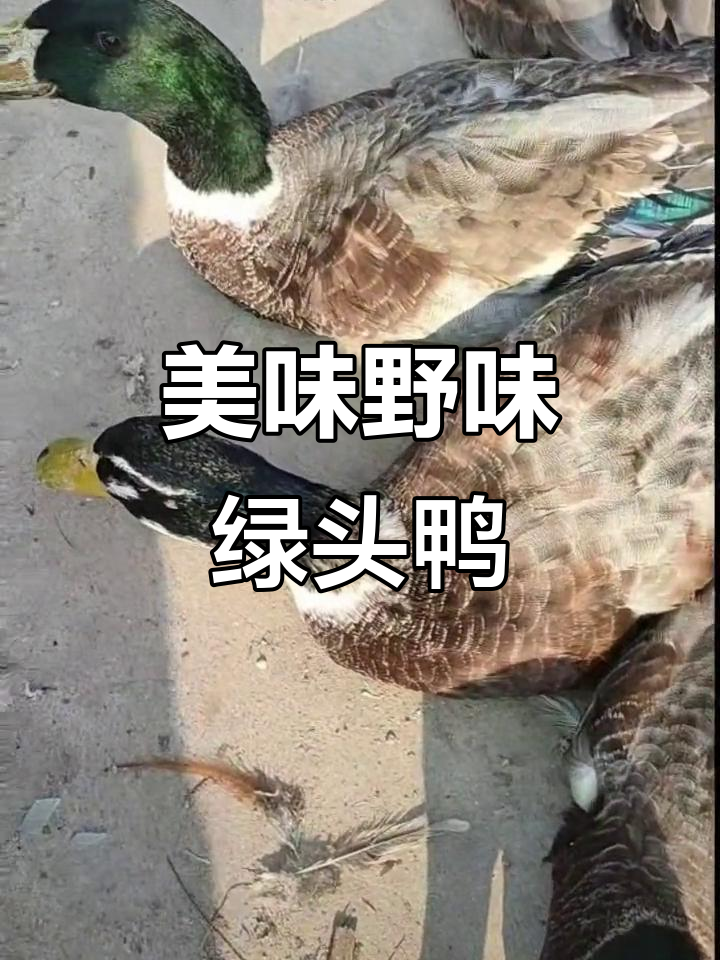 散养绿头鸭,吃野生食物长大,肉质鲜美,外观迷人