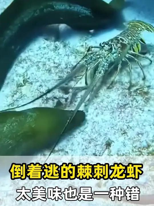 倒车很溜的棘刺龙虾