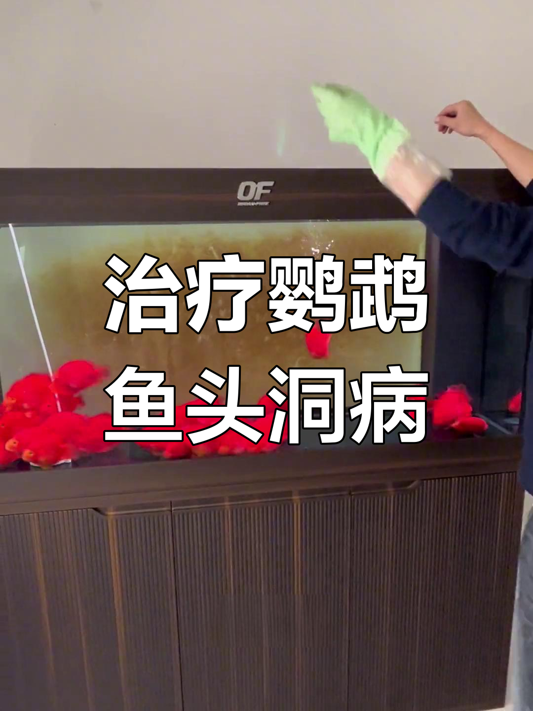 鹦鹉鱼头洞病治疗全攻略