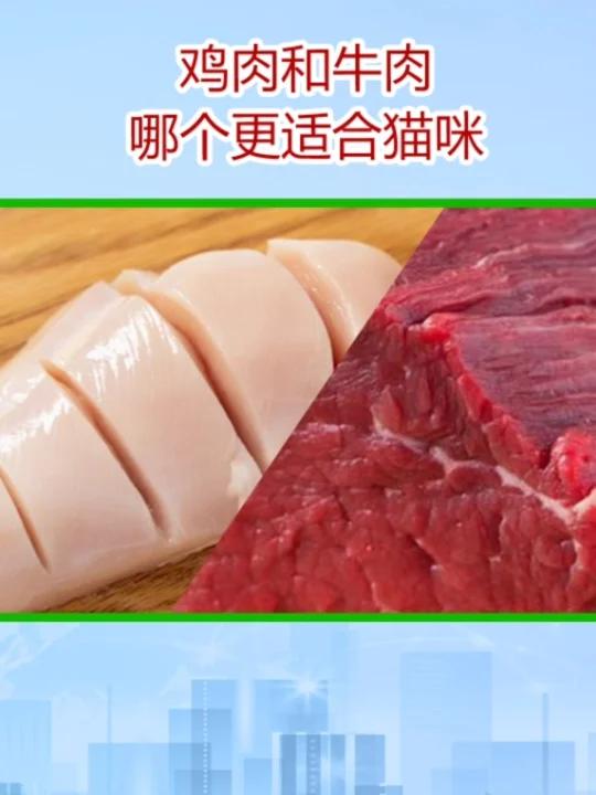鸡肉和牛肉哪个更适合猫咪,有人说牛肉好,有人说鸡肉好,牛肉和鸡肉哪个对猫咪好?来分析一下它