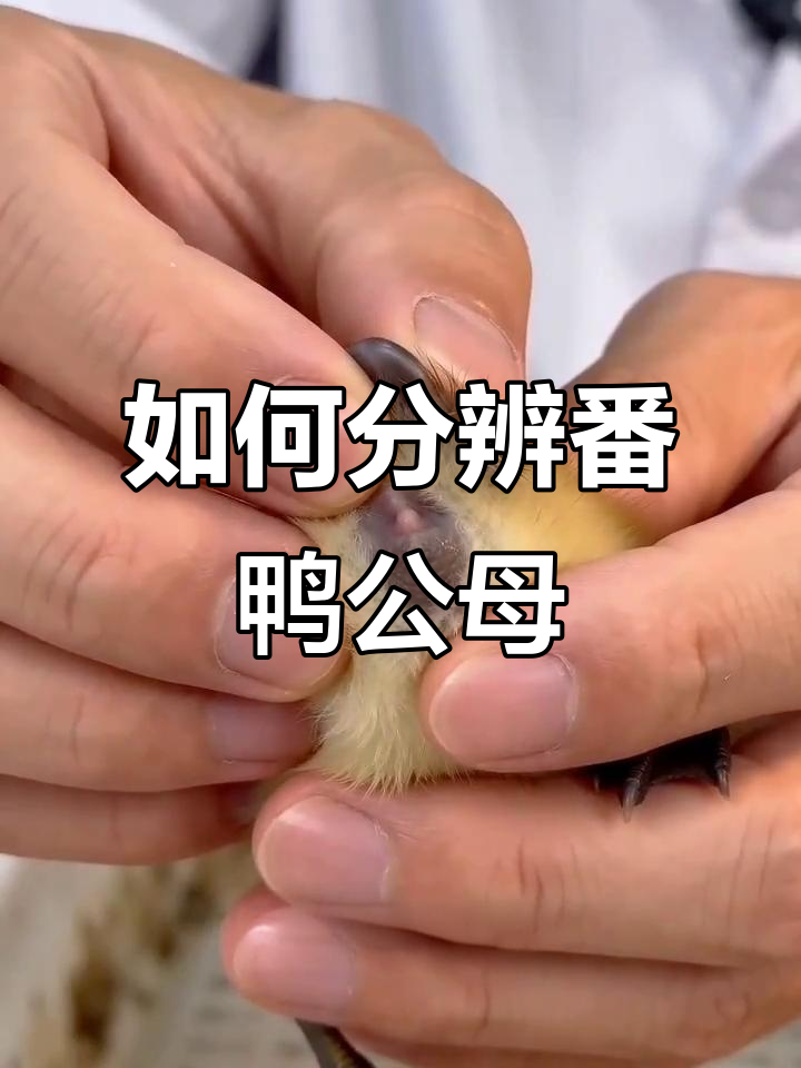 番鸭公母辨别技巧:翻缸与手感法