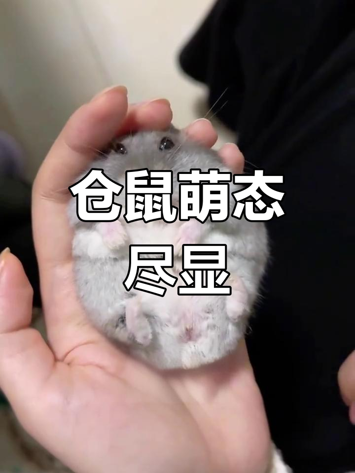 仓鼠大比拼!金丝熊、紫仓各有萌点,奶茶温柔又可爱