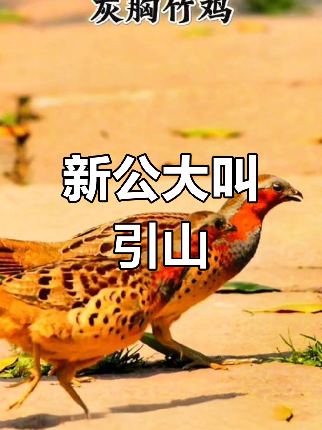 灰胸竹鸡新公叫声引山
