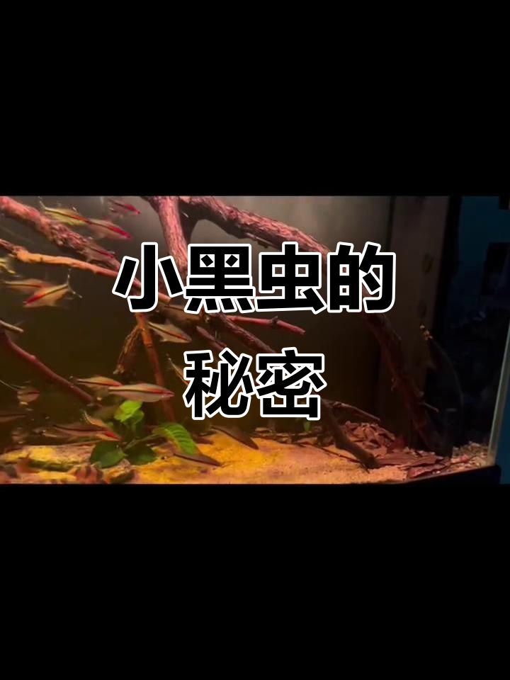 鱼缸过滤棉上的小黑虫,原来是这种原因!