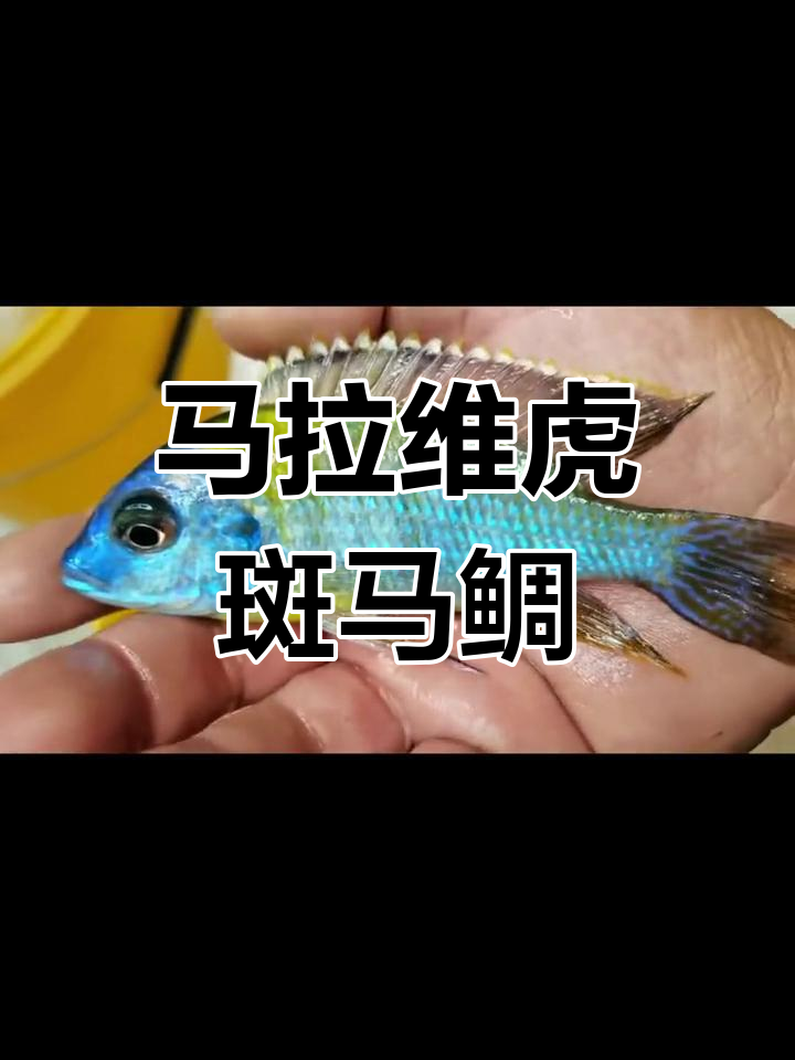 非洲马拉维湖老虎史蒂芬马鲷,两种独特黑纹雕等你来了解