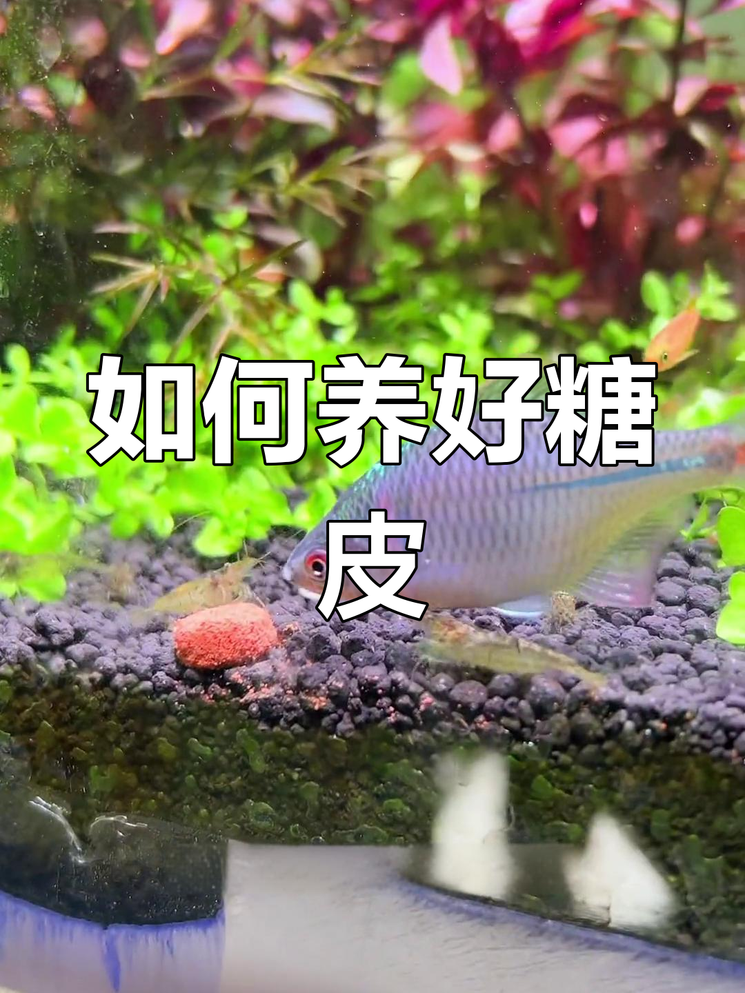 鳑鮍鱼养殖全攻略:如何让它们发色