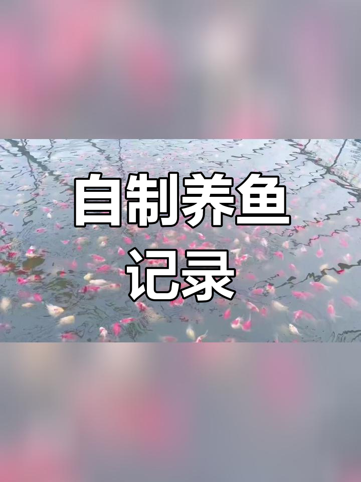 玉鲭鱼繁殖日记,见证成长过程