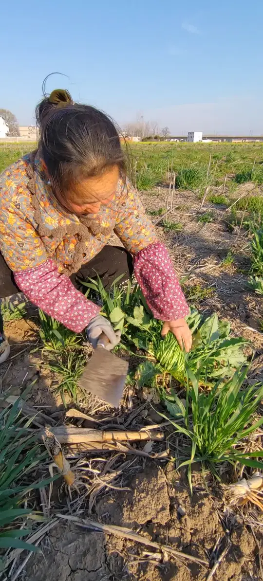 就这几天,野辣菜成熟啦,感受农村生活的美好!