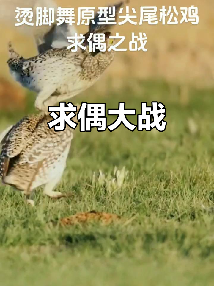尖尾松鸡求偶靠跺脚,胜者才能赢得配偶权