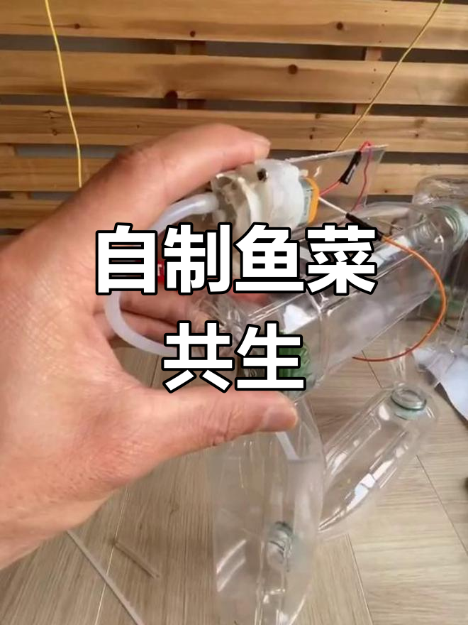 迷你鱼菜共生系统制作教程
