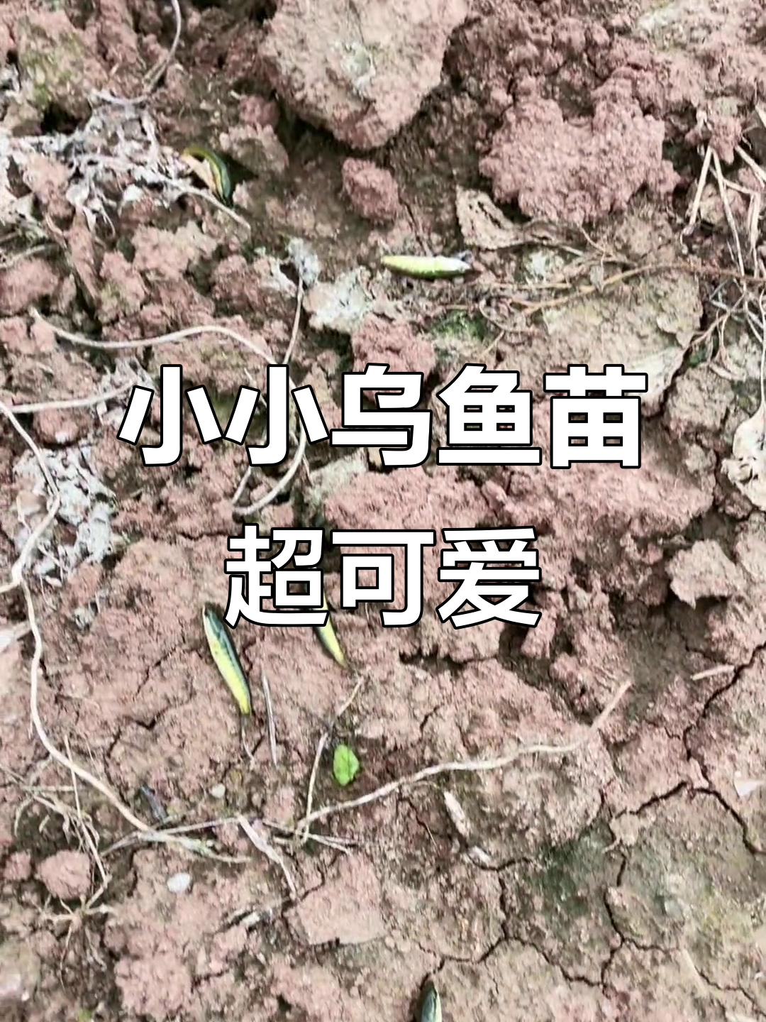见过这么小的乌鱼苗吗?简直迷你到让人无语