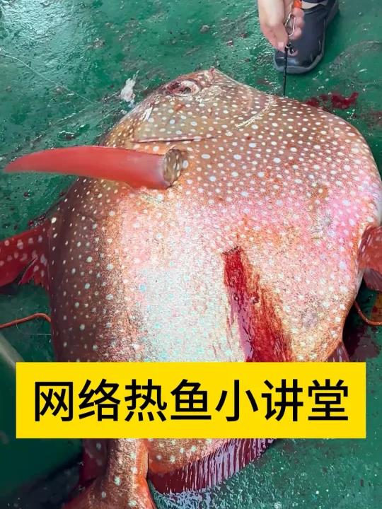 这是一种能带来幸运的鱼 想吃价格极其高