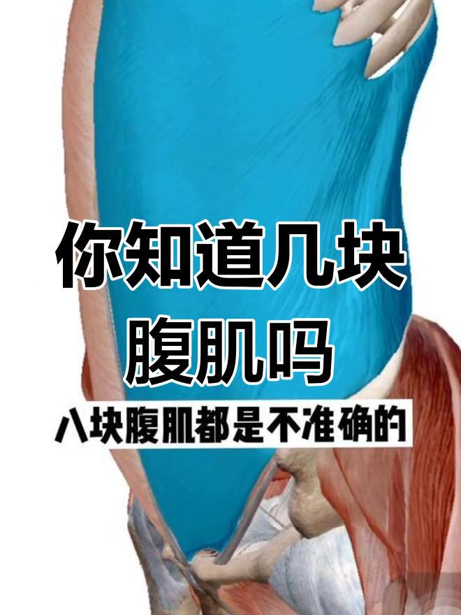 腹肌到底有几块?揭秘腹部肌肉的真实结构