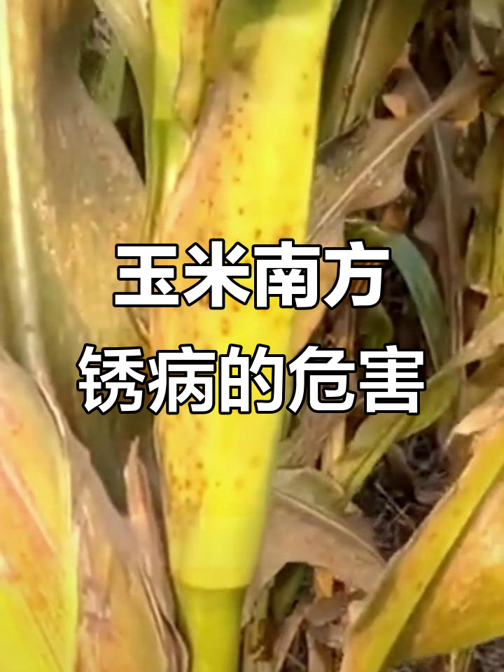 玉米南方锈病:从叶片到干枯,产量大减的致命病害