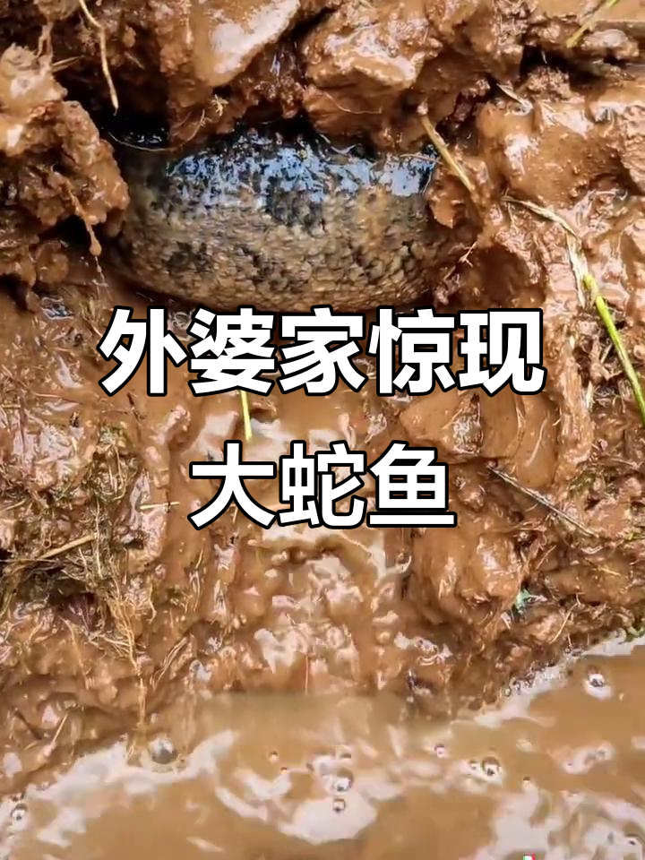稻田发现蛇鱼窝,竟然有这么多!