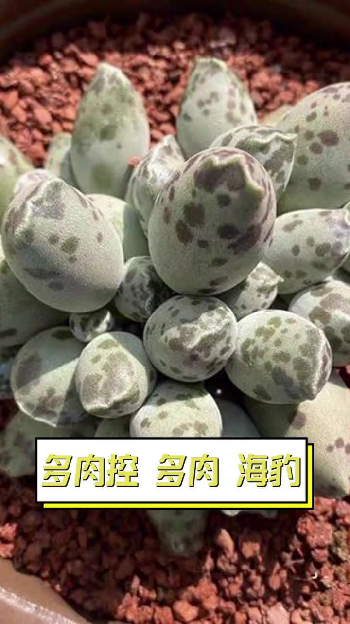 多肉控多肉海豹