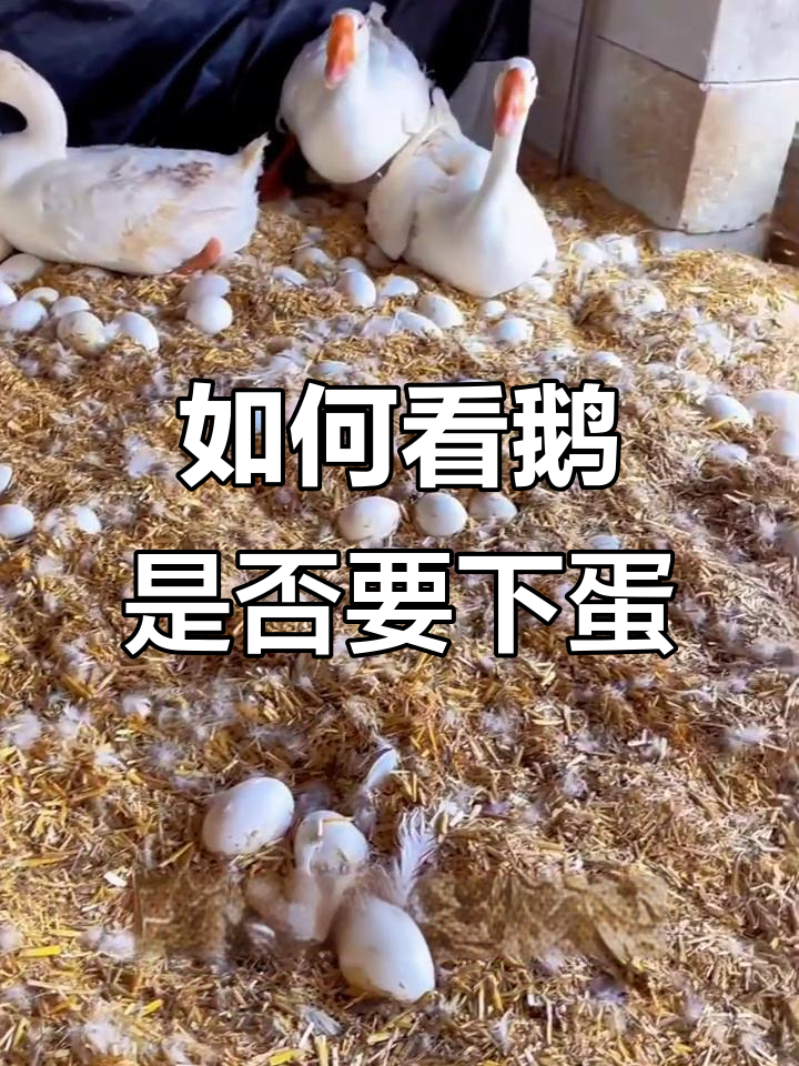 母鹅快产蛋的征兆，如何判断？