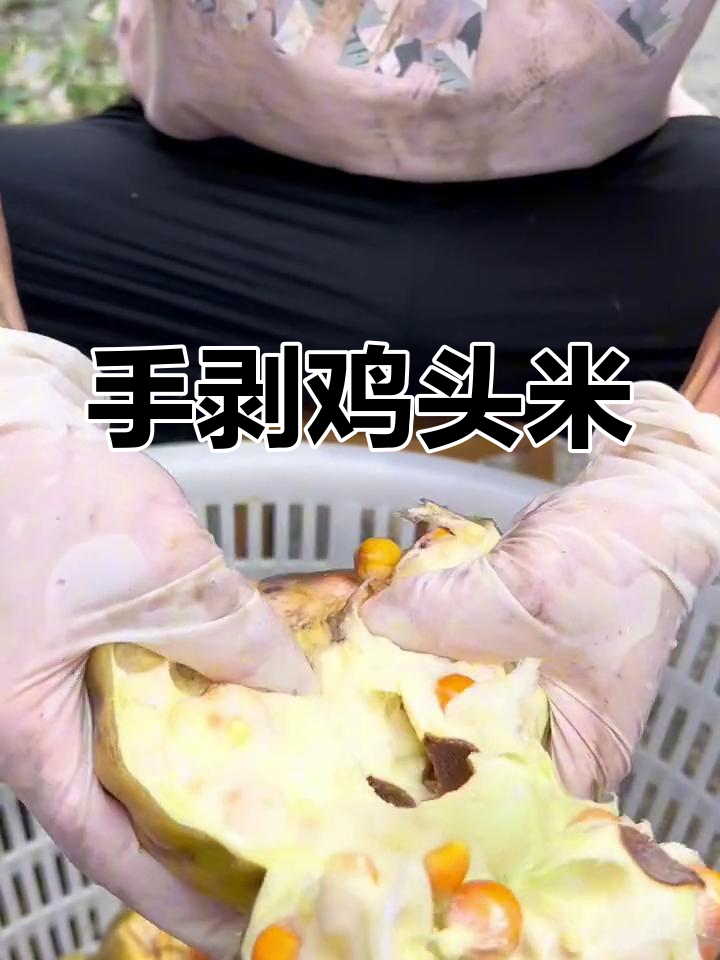 苏州鸡头米,手工剥制的美味