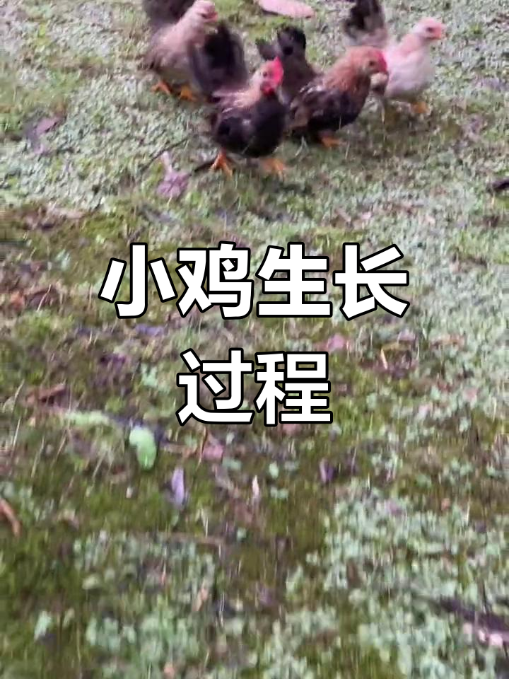 小鸡两个月成长记录:从萌态到美丽蜕变