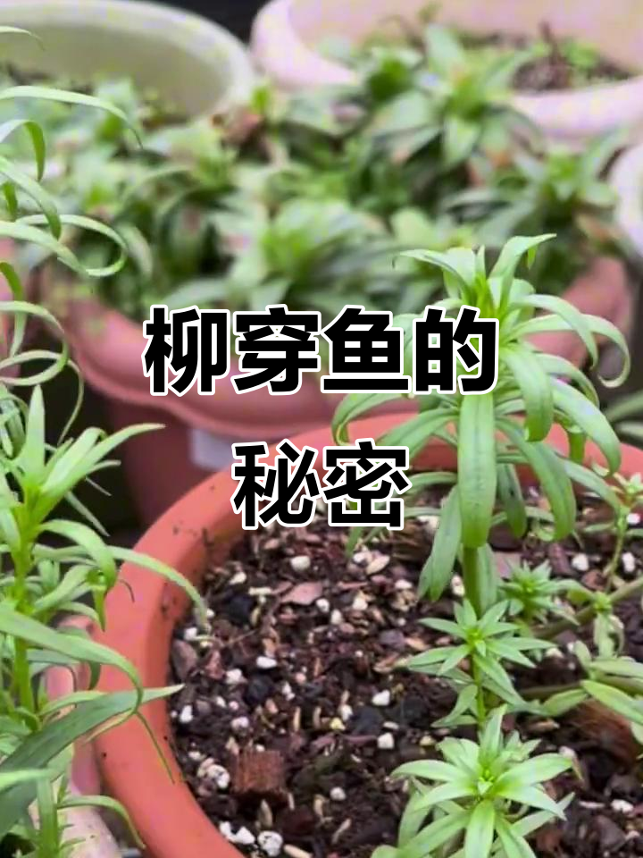 你家花园里藏有柳穿鱼吗？快来看！