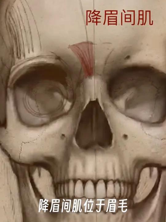 了解降眉间肌对绘画面部表情的重要性!