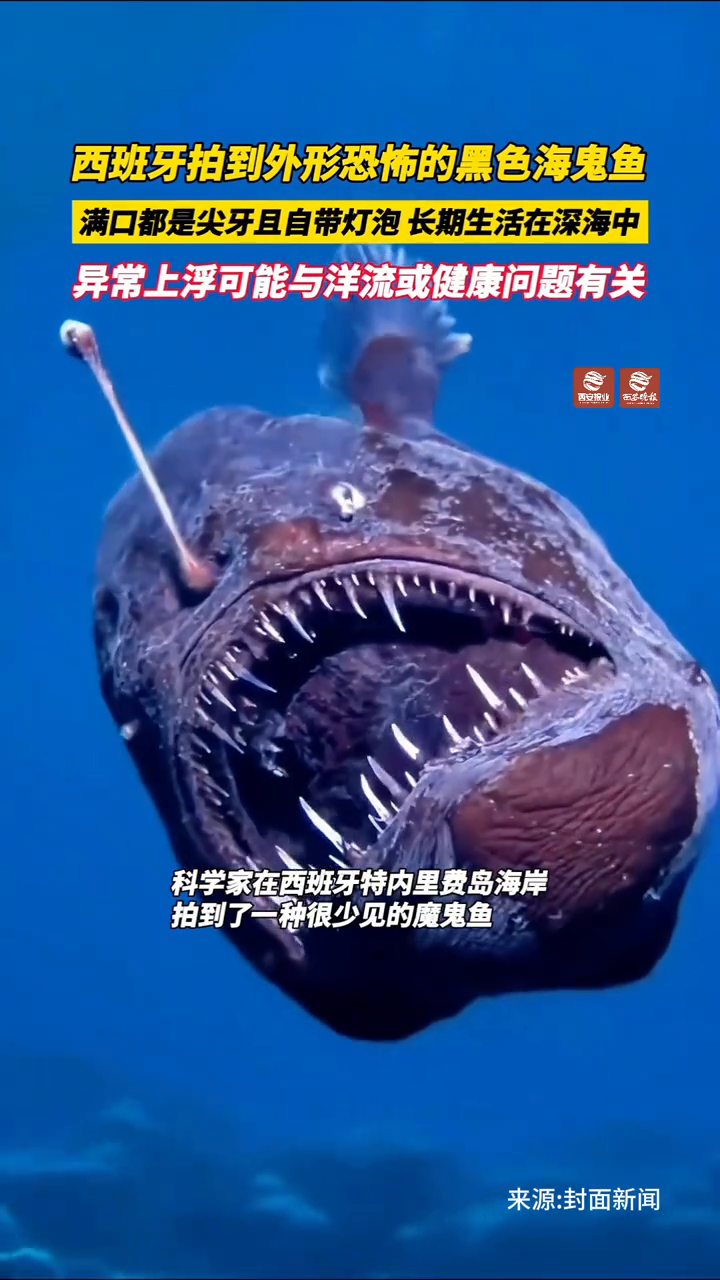 西班牙一海域现罕见“魔鬼鱼”。满口尖牙自带灯泡