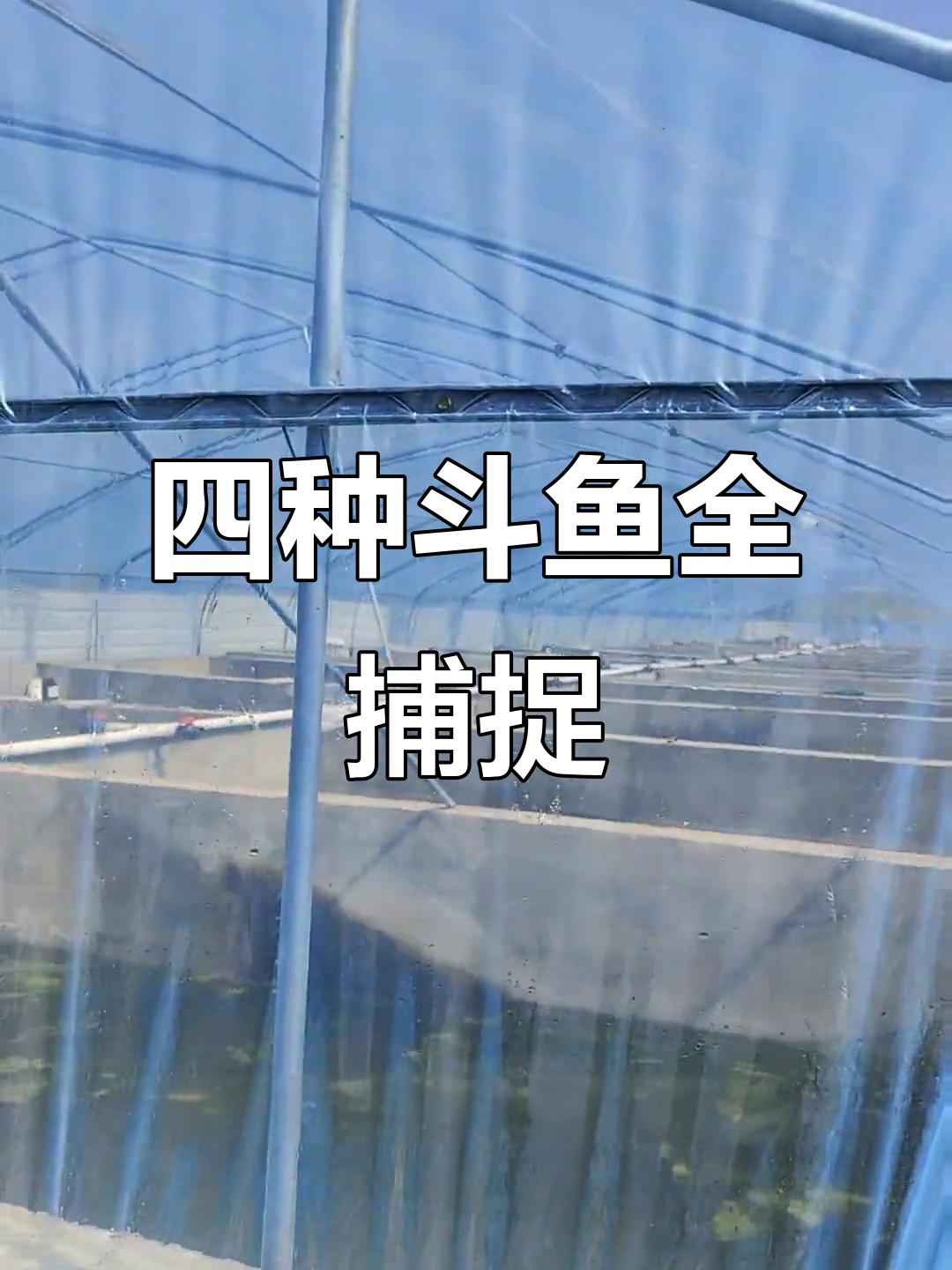 黄金斗鱼、文兰等四品种大揭秘，养殖基地抓捕实录