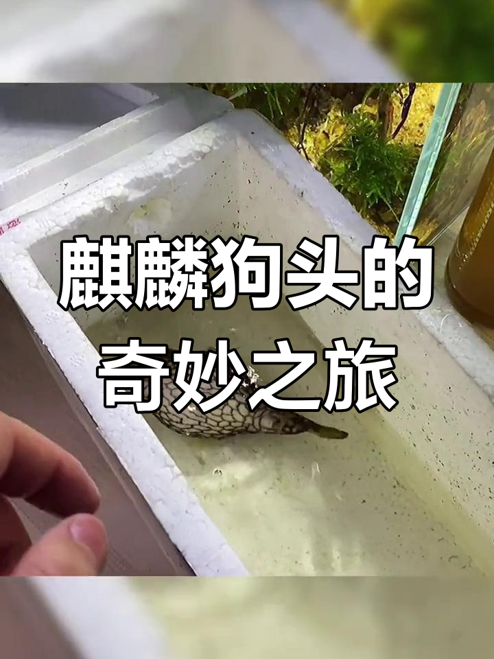 捡到一只麒麟狗头,河豚新家装修也快完成了