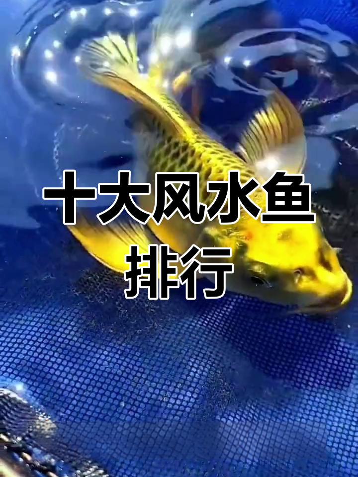 风水鱼排行榜揭秘,第一名竟然是它!