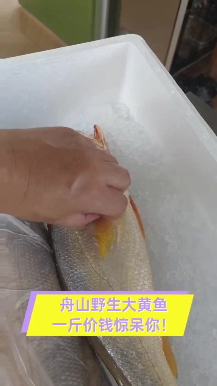 舟山野生大黄鱼,一斤价钱惊呆你!