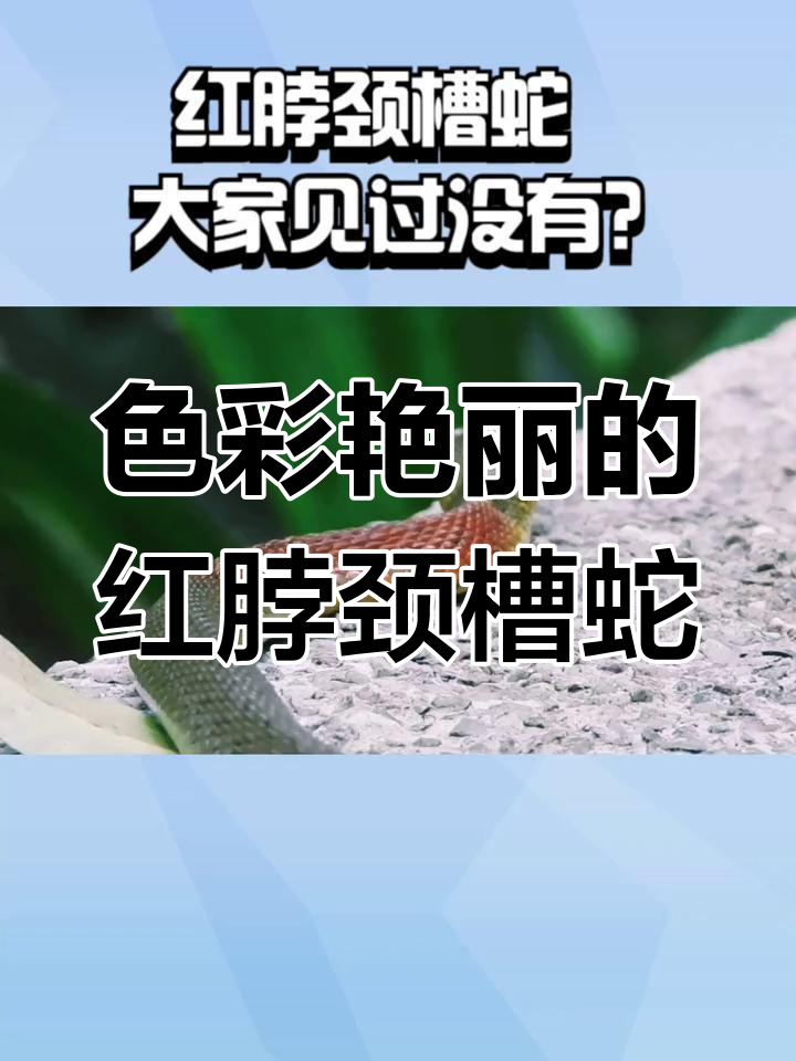 红绿相间的美丽蛇,观赏价值极高!