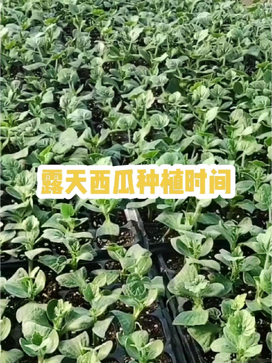 马老师分享,露天西瓜种植时间,瓜农可以根据自己的设施条件,选择合适的播种时间 三农 农业种