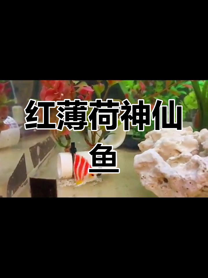 稀有红薄荷神仙鱼，观赏价值极高