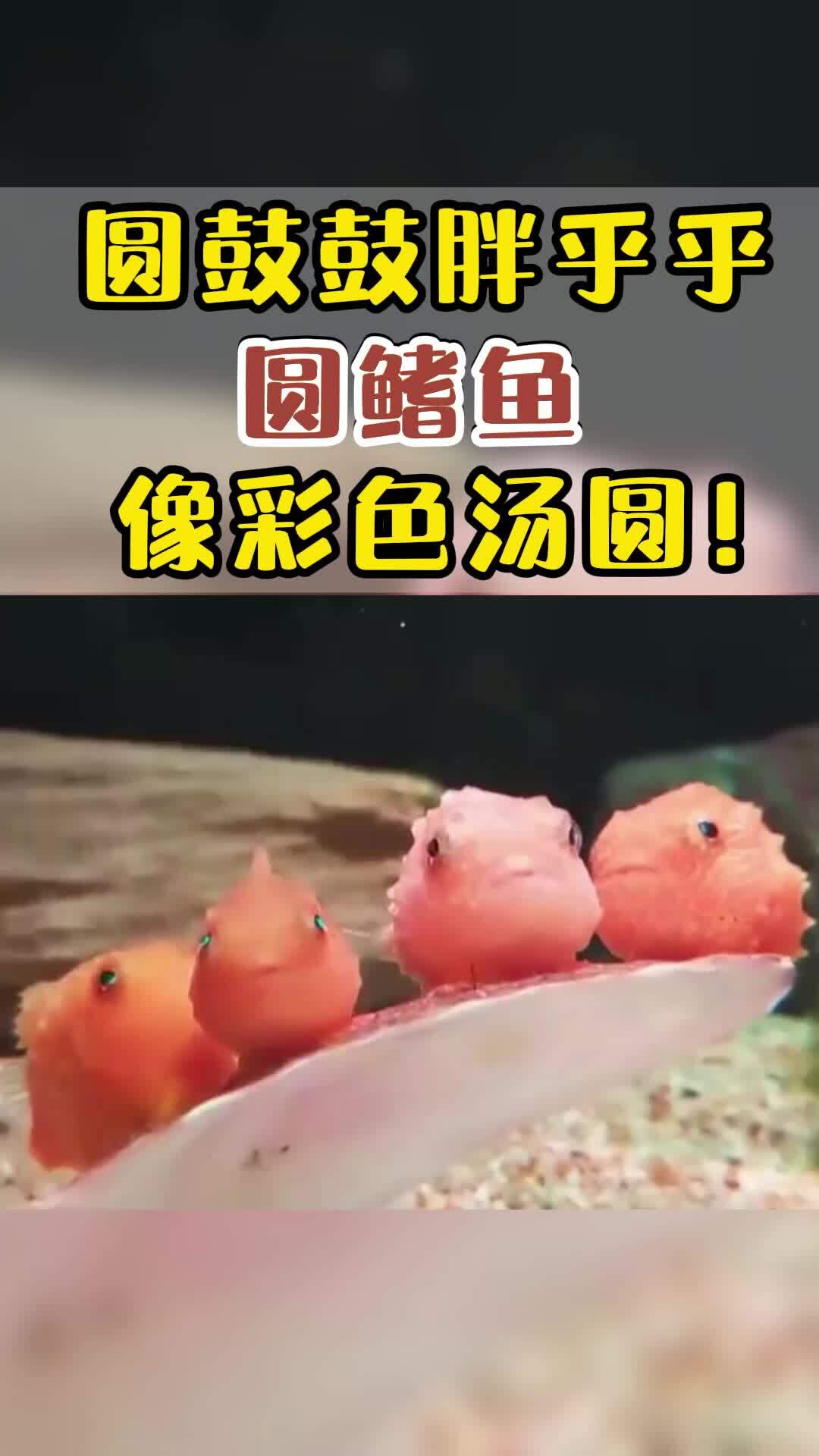 波妞本妞太平洋真圆鳍鱼!