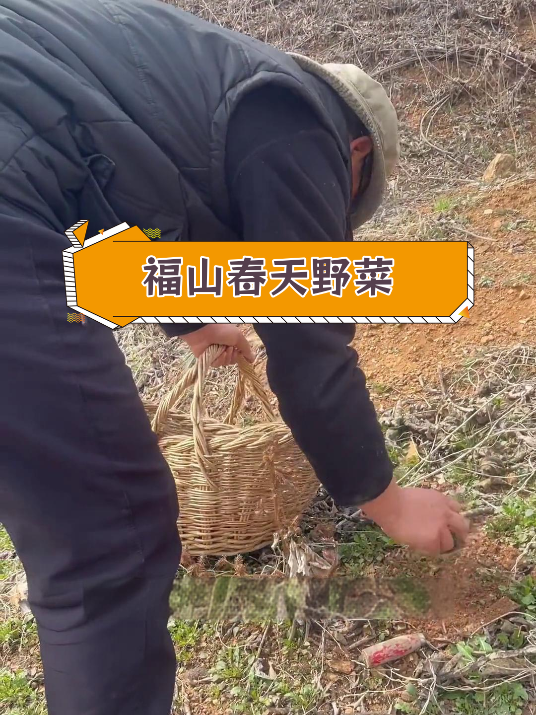 福山春季野菜大揭秘,七种常见种类介绍