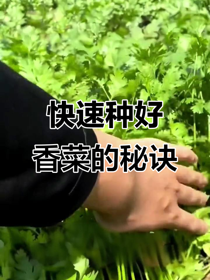香菜种植技巧大公开,如何避免出苗慢和不齐?