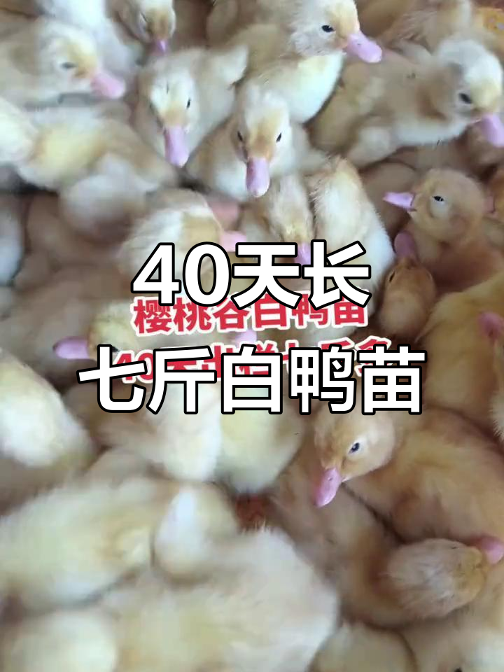 40天白鸭苗长七斤,孵化场高效养殖秘诀