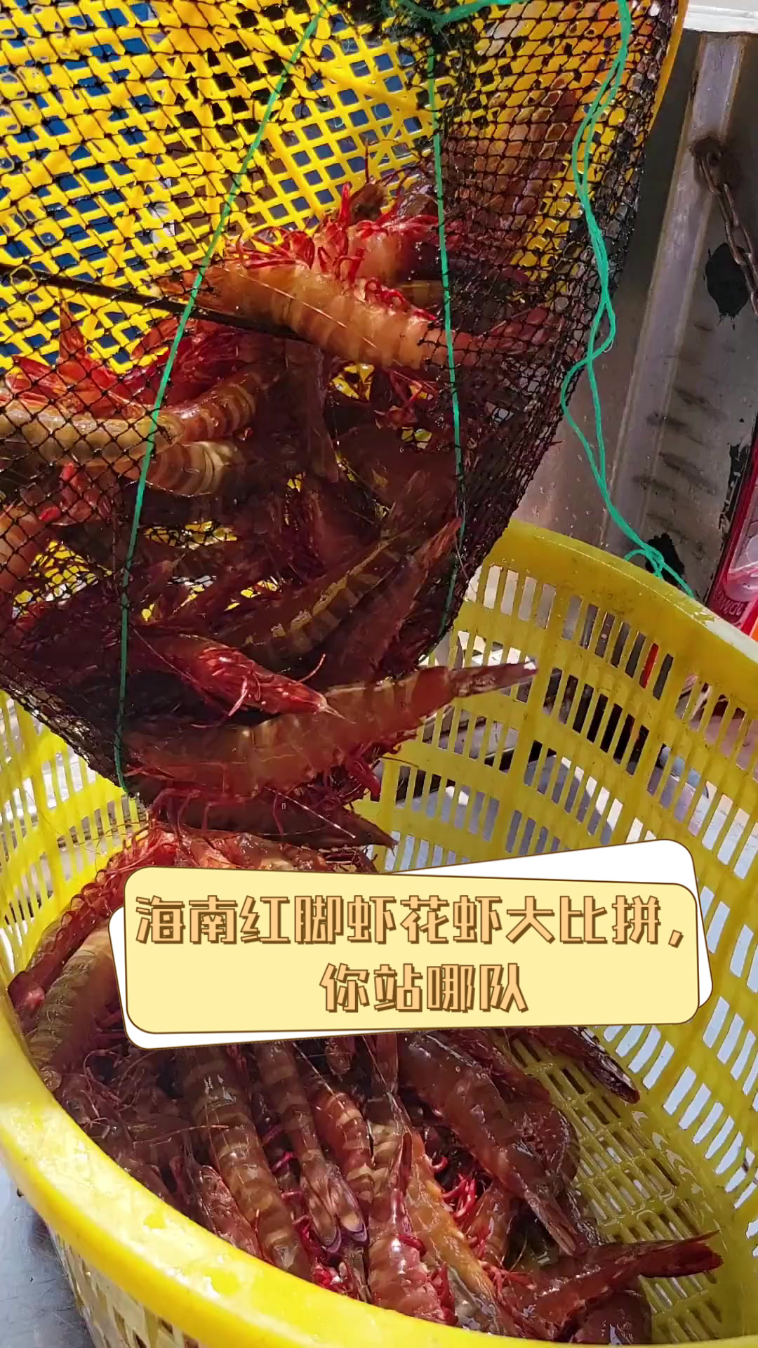 海南红脚虾花虾大比拼,你站哪队